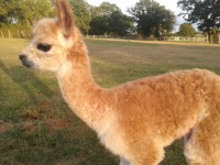 /album/alpies/red-close-jpg/